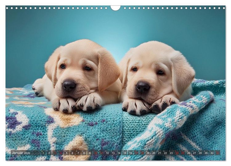 Produktbild: Welpen im Kuschelmodus - Herzerw&auml;rmende kleine Labrador Retriever (Wandkalender 2026 DIN A3 quer), CALVENDO Monatskalender