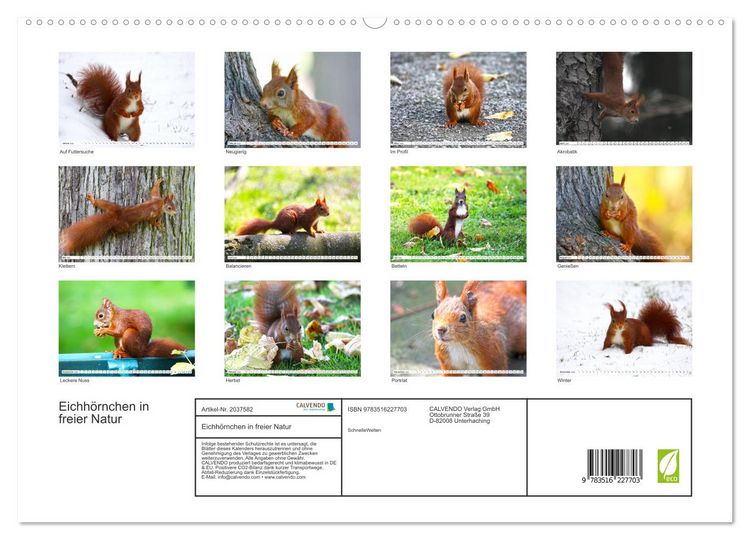 Produktbild: Eichh&ouml;rnchen in freier Natur (hochwertiger Premium Wandkalender 2026 DIN A2 quer), Kunstdruck in Hochglanz