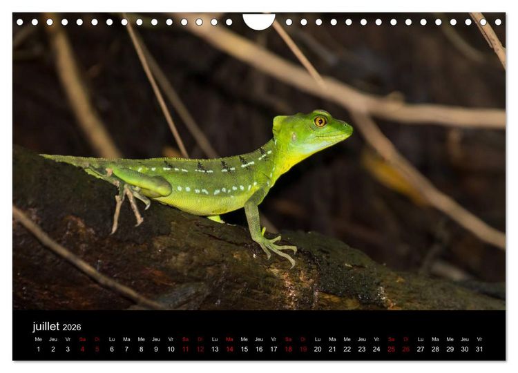Produktbild: Costa Rica Paradis de la Biodiversit&eacute; (Calendrier mural 2026 DIN A4 vertical), CALVENDO calendrier mensuel