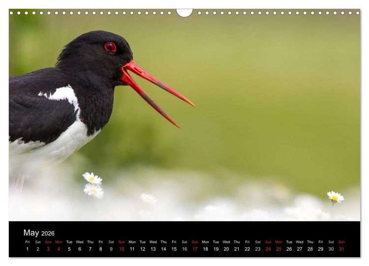 Produktbild: Scotland's Wildlife 2026 (Wall Calendar 2026 DIN A3 landscape), CALVENDO 12 Month Wall Calendar