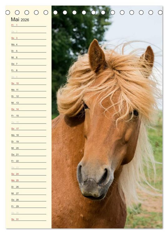 Produktbild: Islandpferde Geburtstagskalender (Tischkalender 2026 DIN A5 hoch), CALVENDO Monatskalender