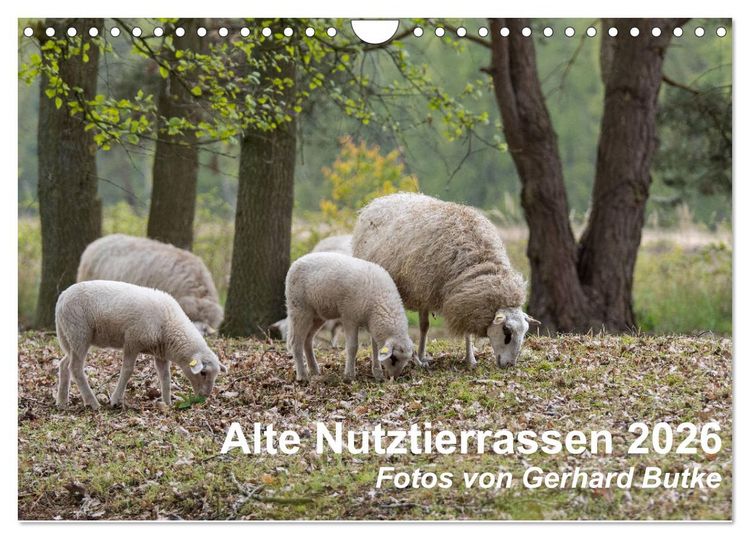 Produktbild: Alte Nutztierrassen 2026 (Wandkalender 2026 DIN A4 quer), CALVENDO Monatskalender