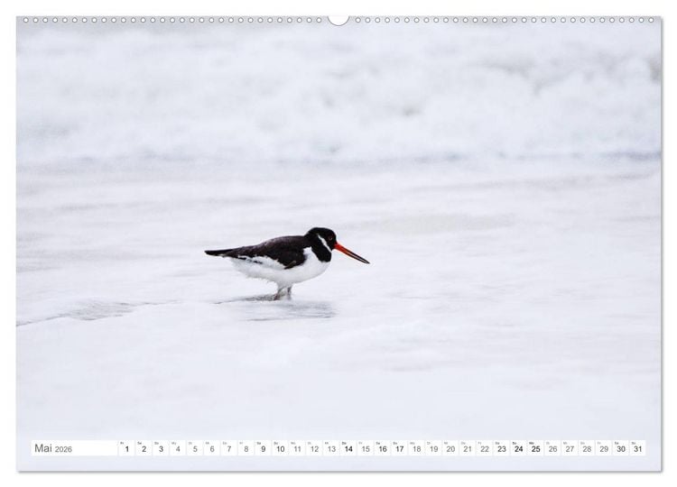 Produktbild: Helgoland - Das Leben auf der D&uuml;ne Helgolands (hochwertiger Premium Wandkalender 2026 DIN A2 quer), Kunstdruck in Hochglanz