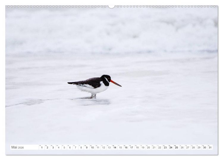 Produktbild: Helgoland - Das Leben auf der D&uuml;ne Helgolands (Wandkalender 2026 DIN A2 quer), CALVENDO Monatskalender