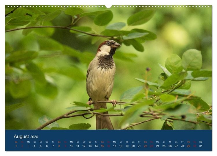 Produktbild: Spatzen-Kalender (hochwertiger Premium Wandkalender 2026 DIN A2 quer), Kunstdruck in Hochglanz