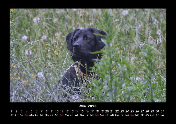 Produktbild: Hunde 2025 Fotokalender DIN A3