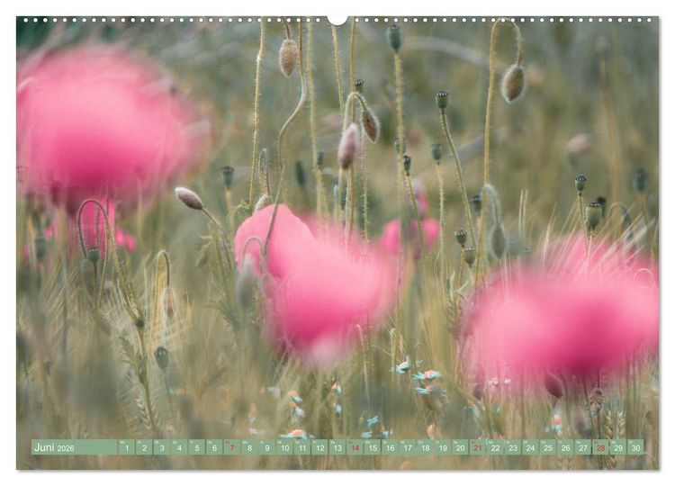 Produktbild: Mohnblumen - Fotografie mit Magie (hochwertiger Premium Wandkalender 2026 DIN A2 quer), Kunstdruck in Hochglanz