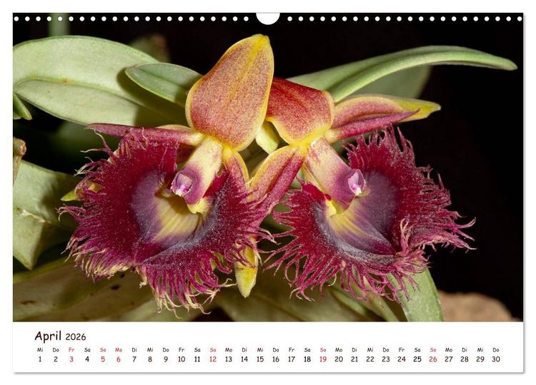 Produktbild: Orchideenzauber (Wandkalender 2026 DIN A3 quer), CALVENDO Monatskalender