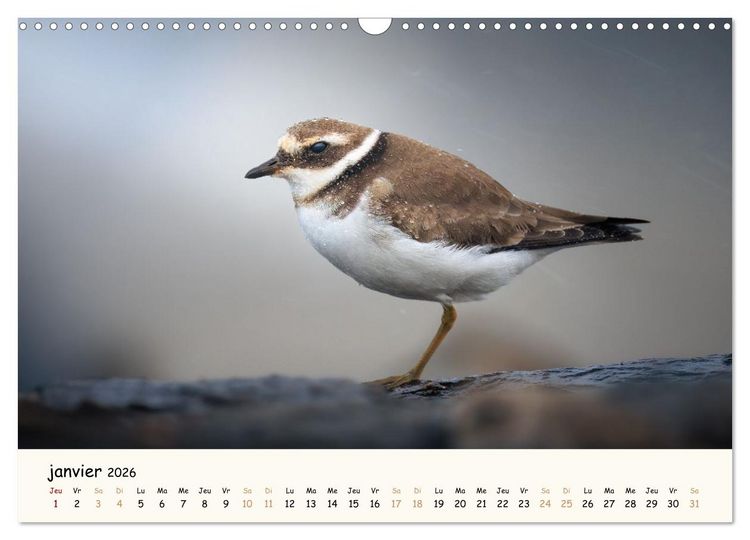 Produktbild: Chuchotements d'ailes - Une ann&eacute;e dans l'intimit&eacute; des oiseaux (Calendrier mural 2026 DIN A3 vertical), CALVENDO calendrier mensuel