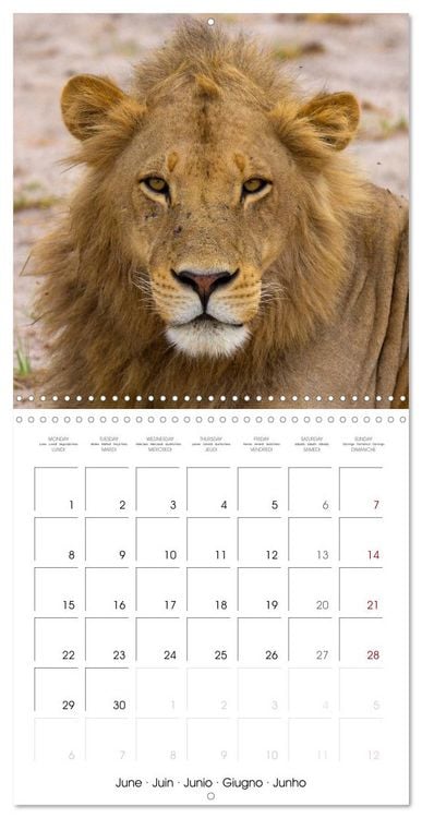 Produktbild: Animals are watching you (Wall Calendar 2026 12 &times; 12 Inch) CALVENDO 12 Month Wall Calendar