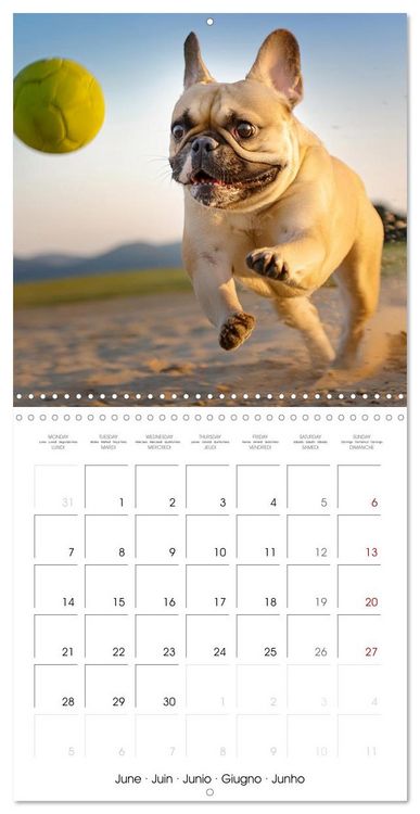 Produktbild: French Bulldogs in play frenzy (Wall Calendar 2027 12 &times; 12 Inch) CALVENDO 12 Month Wall Calendar