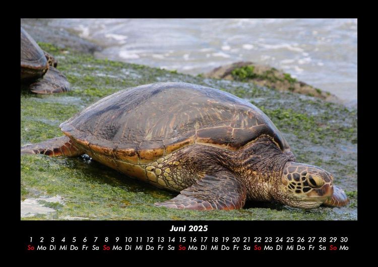 Produktbild: Schildkr&ouml;tenzauber 2025 Fotokalender DIN A3