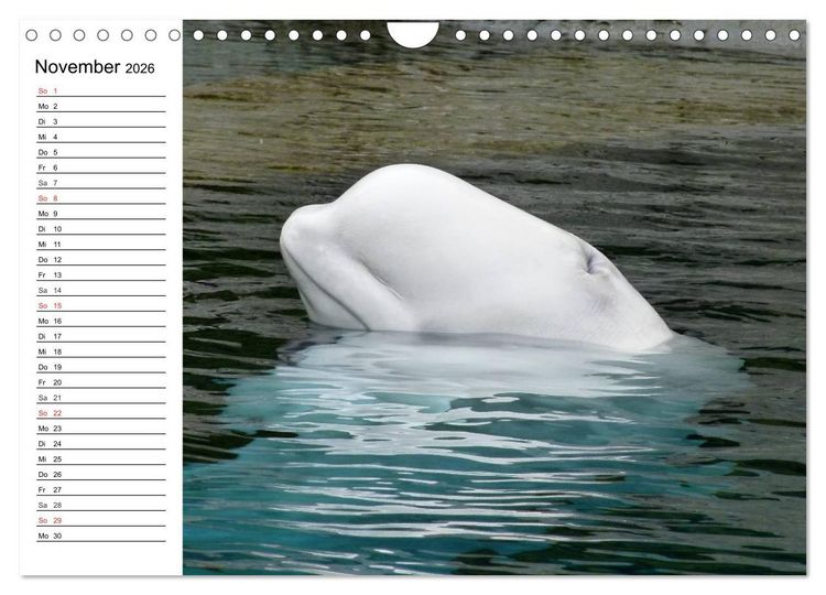 Produktbild: Wale. Kolosse der Meere (Wandkalender 2026 DIN A4 quer), CALVENDO Monatskalender