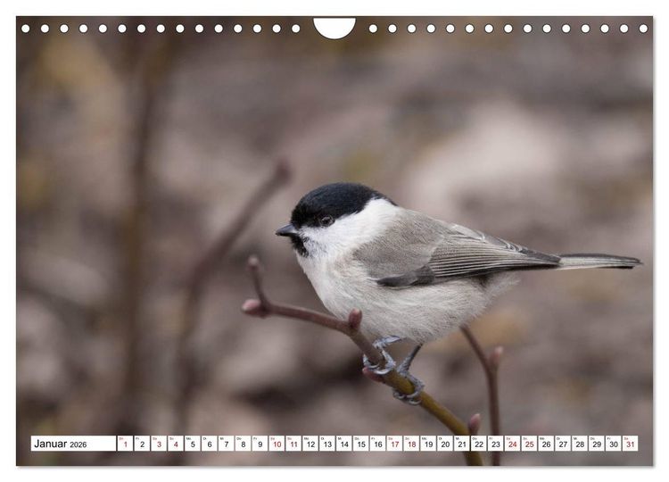 Produktbild: Sch&ouml;nheiten im Federkleid - Heimische Wildv&ouml;gel im Portrait (Wandkalender 2026 DIN A4 quer), CALVENDO Monatskalender