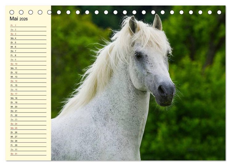 Produktbild: Traumpferd Lipizzaner (Tischkalender 2026 DIN A5 quer), CALVENDO Monatskalender