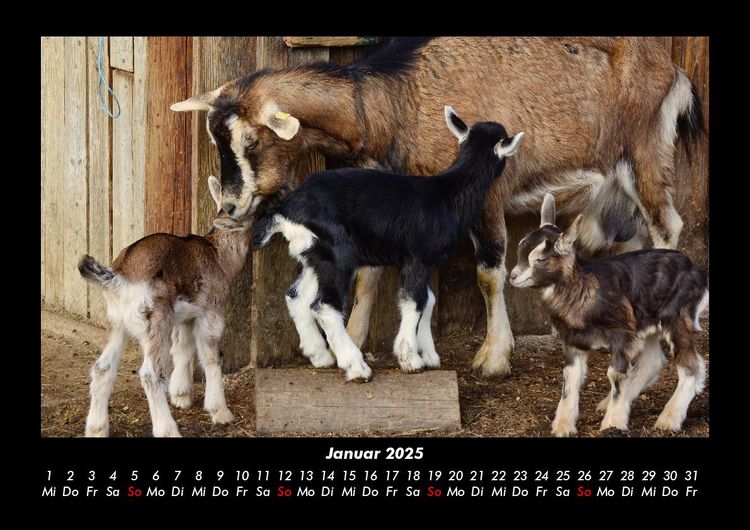 Produktbild: Der Tierkalender 2025 Fotokalender DIN A3