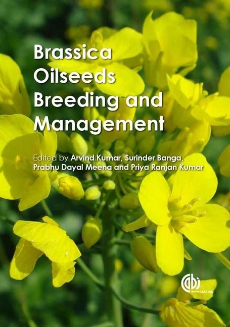Produktbild: Brassica Oilseeds