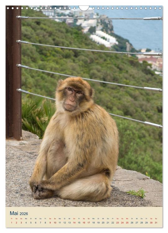 Produktbild: Gibraltar - Die Heimat der Berberaffen auf dem Rock (Wandkalender 2026 DIN A3 hoch), CALVENDO Monatskalender