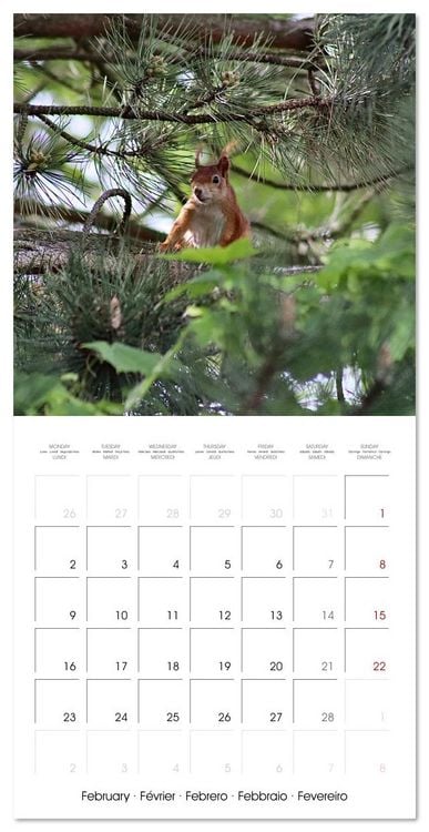 Produktbild: WILD GARDEN ANIMALS (Wall Calendar 2026 12 &times; 12 Inch) CALVENDO 12 Month Wall Calendar