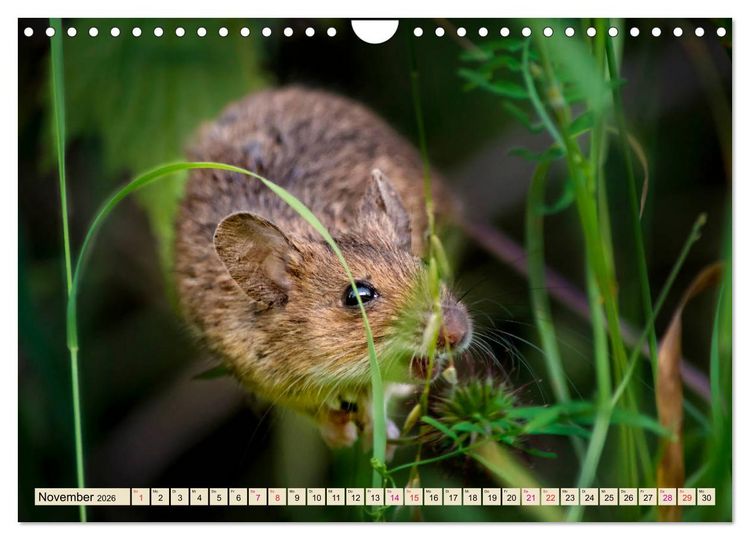 Produktbild: Kleiner Nager - Maus (Wandkalender 2026 DIN A4 quer), CALVENDO Monatskalender