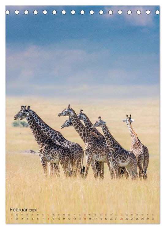 Produktbild: Emotionale Momente: Giraffen, die h&ouml;chsten Tiere der Welt. (Tischkalender 2026 DIN A5 hoch), CALVENDO Monatskalender