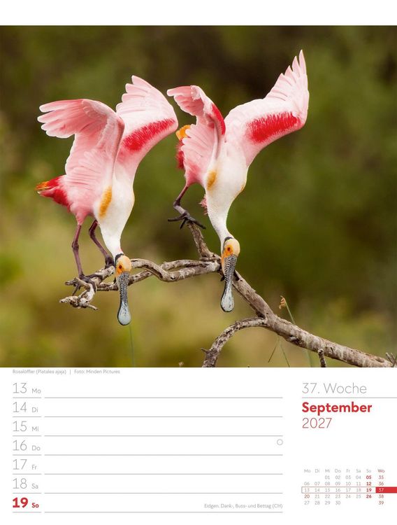 Produktbild: V&ouml;gel Wochenplaner Kalender 2027