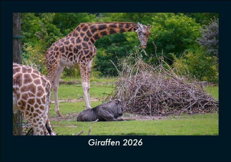Produktbild: Giraffen 2026 Fotokalender DIN A5