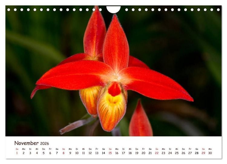 Produktbild: Orchideenzauber (Wandkalender 2026 DIN A4 quer), CALVENDO Monatskalender
