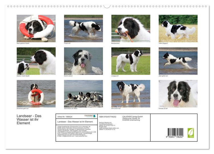Produktbild: Landseer - Das Wasser ist ihr Element (hochwertiger Premium Wandkalender 2026 DIN A2 quer), Kunstdruck in Hochglanz