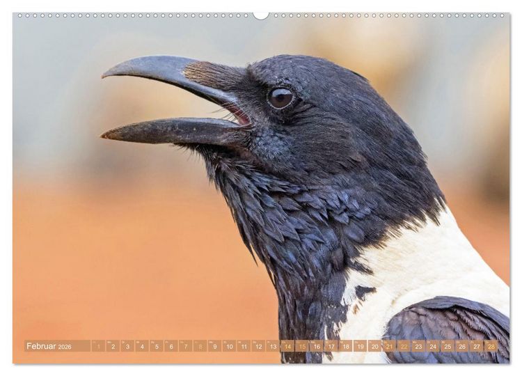 Produktbild: Rabenv&ouml;gel: Schwarz, schlau, sch&ouml;n (hochwertiger Premium Wandkalender 2026 DIN A2 quer), Kunstdruck in Hochglanz