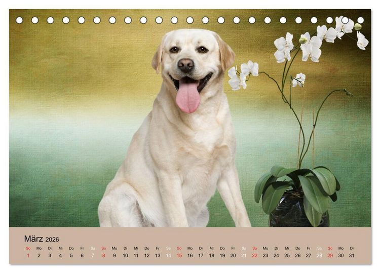 Produktbild: Labrador Retriever unsere Freunde (Tischkalender 2026 DIN A5 quer), CALVENDO Monatskalender