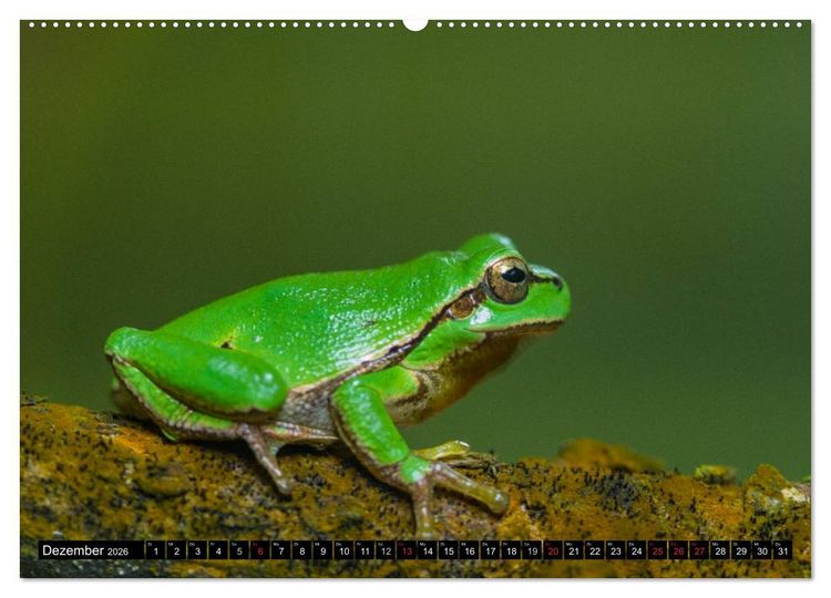 Produktbild: Salamander und Co. (hochwertiger Premium Wandkalender 2026 DIN A2 quer), Kunstdruck in Hochglanz
