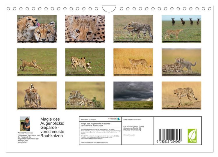 Produktbild: Magie des Augenblicks: Geparde - verschmuste Raubkatzen (Wandkalender 2026 DIN A4 quer), CALVENDO Monatskalender