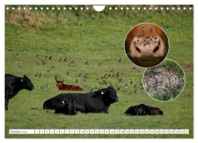 Produktbild: Weidetiere - Landschaftsgestalter seit Jahrhunderten (Wandkalender 2026 DIN A4 quer), CALVENDO Monatskalender