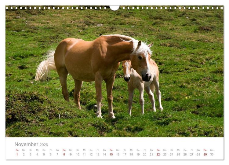 Produktbild: Pferde - Hobby und Leidenschaft (Wandkalender 2026 DIN A3 quer), CALVENDO Monatskalender