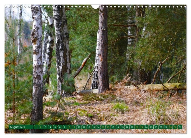 Produktbild: Der Loben. Im Reich der Moorgeister und Kreuzottern- S&uuml;dbrandenburgs letztes gro&szlig;es Moor (Wandkalender 2026 DIN A3 quer), CALVENDO Monatskalender