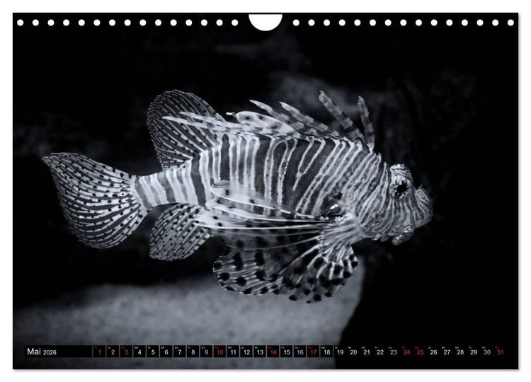 Produktbild: Meerestiere Bilder in Schwarz Weiss (Wandkalender 2026 DIN A4 quer), CALVENDO Monatskalender