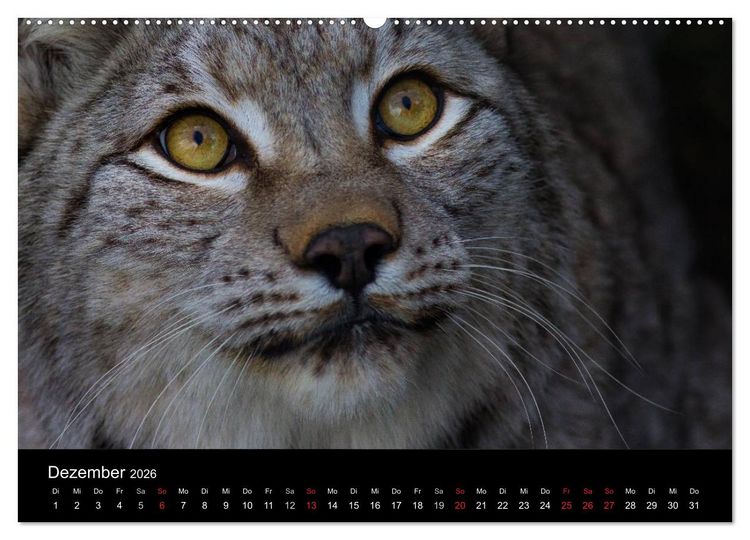 Produktbild: Der Luchs (Wandkalender 2026 DIN A2 quer), CALVENDO Monatskalender