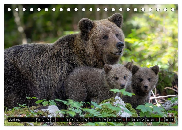 Produktbild: Lautlos in den W&auml;ldern Sloweniens (Tischkalender 2026 DIN A5 quer), CALVENDO Monatskalender