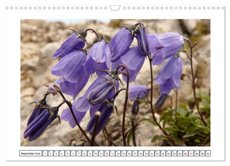 Produktbild: Alpenblumen. Bunte Welt in luftiger H&ouml;he (Wandkalender 2026 DIN A3 quer), CALVENDO Monatskalender