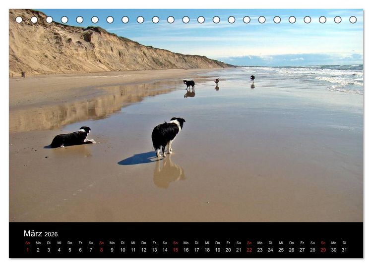Produktbild: Border Collies machen Urlaub in D&auml;nemark (Tischkalender 2026 DIN A5 quer), CALVENDO Monatskalender
