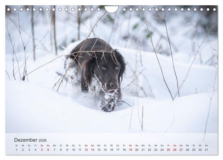 Produktbild: Treue Jagdgef&auml;hrten Der kleine M&uuml;nsterl&auml;nder (Wandkalender 2026 DIN A4 quer), CALVENDO Monatskalender