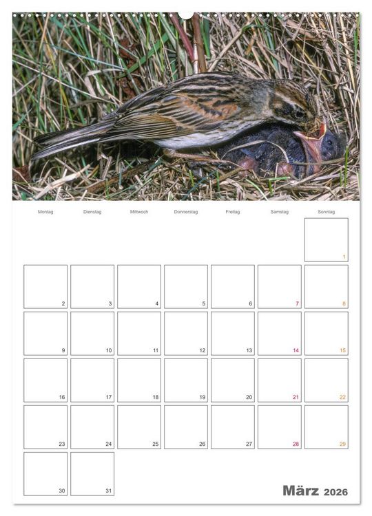 Produktbild: Sperlingsv&ouml;gel an der Schwelle zum Leben (hochwertiger Premium Wandkalender 2026 DIN A2 hoch), Kunstdruck in Hochglanz