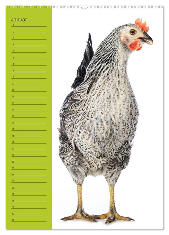 Produktbild: Kunterbunte H&uuml;hner Truppe (Wandkalender 2026 DIN A2 hoch), CALVENDO Monatskalender