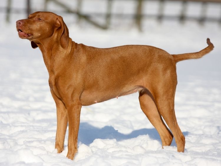 Produktbild: CALVENDO Puzzle Magyar Vizsla - Wintermotiv | 1000 Teile Lege-Gr&ouml;&szlig;e 64x48cm Foto-Puzzle f&uuml;r gl&uuml;ckliche Stunden