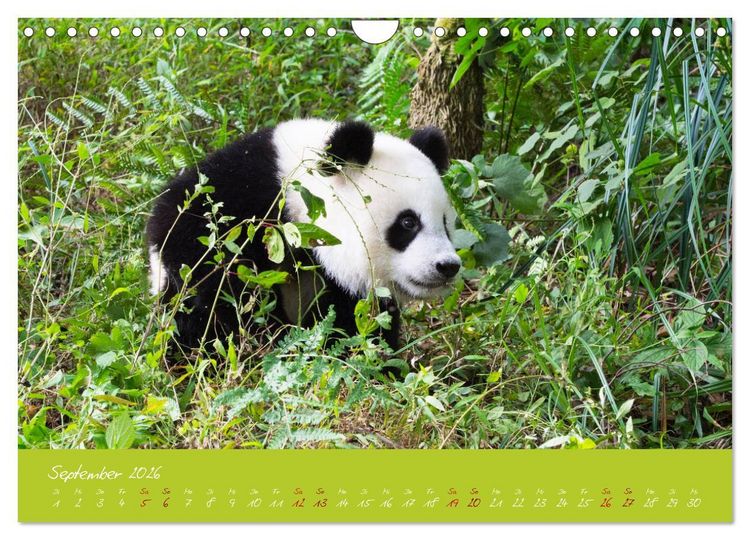 Produktbild: Der Gro&szlig;e Panda Ein kuscheliger Geselle (Wandkalender 2026 DIN A4 quer), CALVENDO Monatskalender