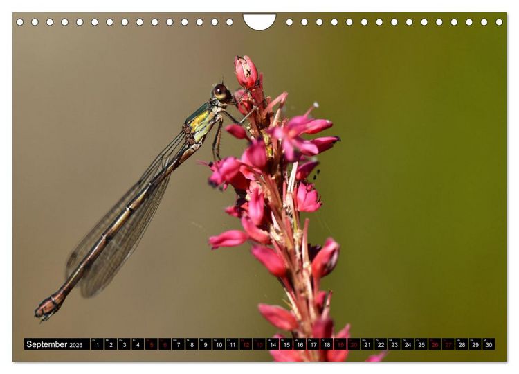 Produktbild: Insekten-Sommer (Wandkalender 2026 DIN A4 quer), CALVENDO Monatskalender