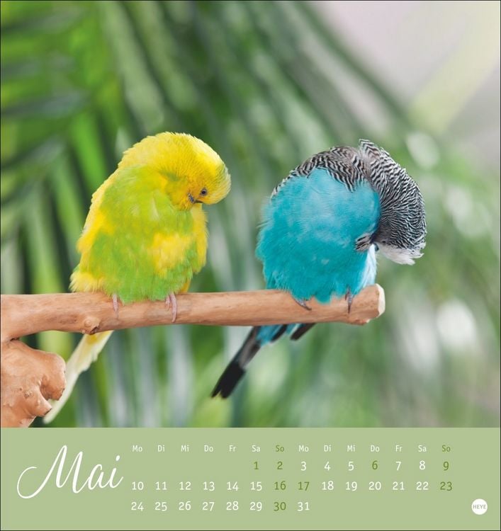 Produktbild: Freche Wellensittiche Postkartenkalender 2027