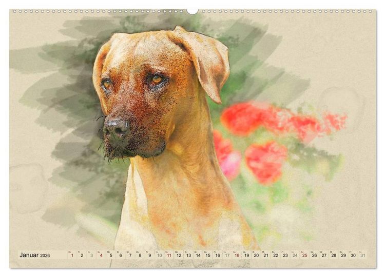 Produktbild: Rhodesian Ridgeback 2026 (hochwertiger Premium Wandkalender 2026 DIN A2 quer), Kunstdruck in Hochglanz