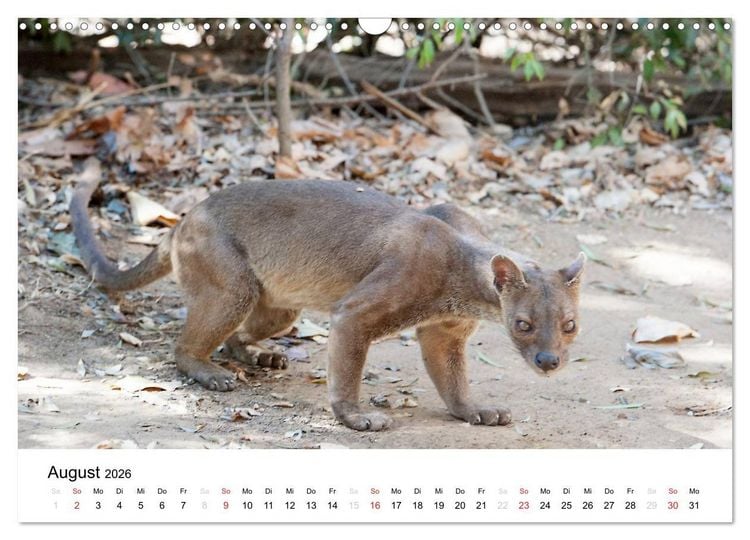Produktbild: Traumwelt Madagaskar (Wandkalender 2026 DIN A3 quer), CALVENDO Monatskalender